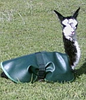 S'Atin Shamrock